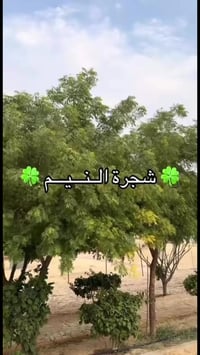 شجره النيم • نيم • نبات