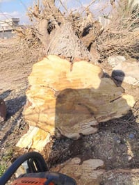 كرامي گصابه • كرامي حطب