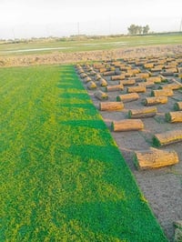 ثيل هندي • درجة أولى • توصيل