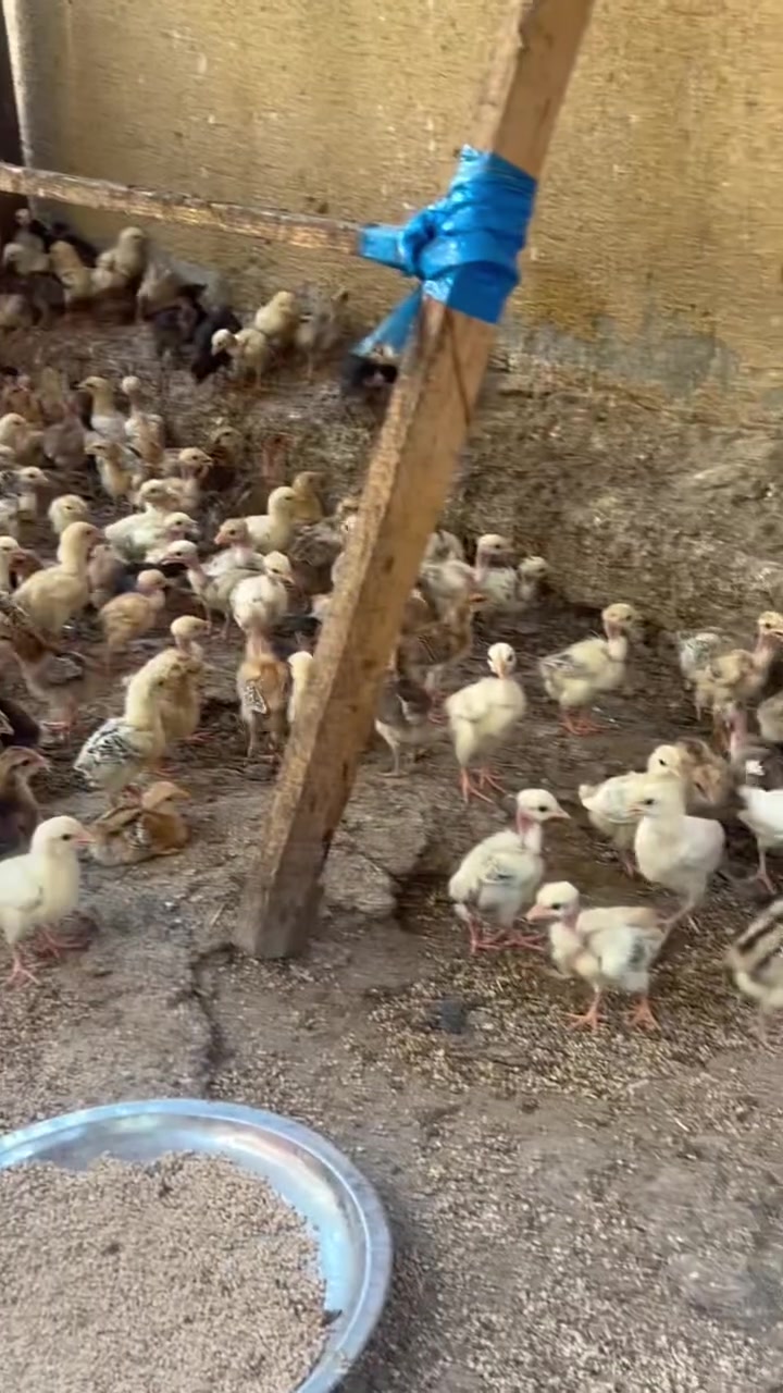 متاح افراخ شرط عرب اصلي العدد300ابيع شلع سعر ازوج(3)قفل قفل العمر 11يوم ديالى بعقوبة لحديد ***********
