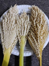 قاح نخل • ذكر • مجاني