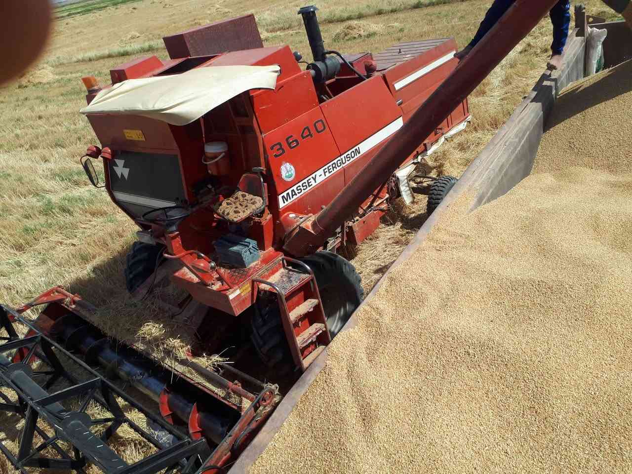 السلام عليكم حاصده فوركسن موديل 1991 رقم واسط انكليزي سنويه بسمي مشروع وطني جاهزه للحصاد مابيها نقص محرك كير شرط معمل جاهز ***********
