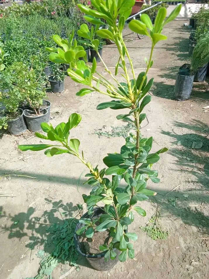 عيون البزون شجيري ٣شتلات ب٥ 
التوصيل داخل بغداد فقط 
للطلب ***********٢واتساب
