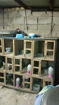 خانات • نظيفات