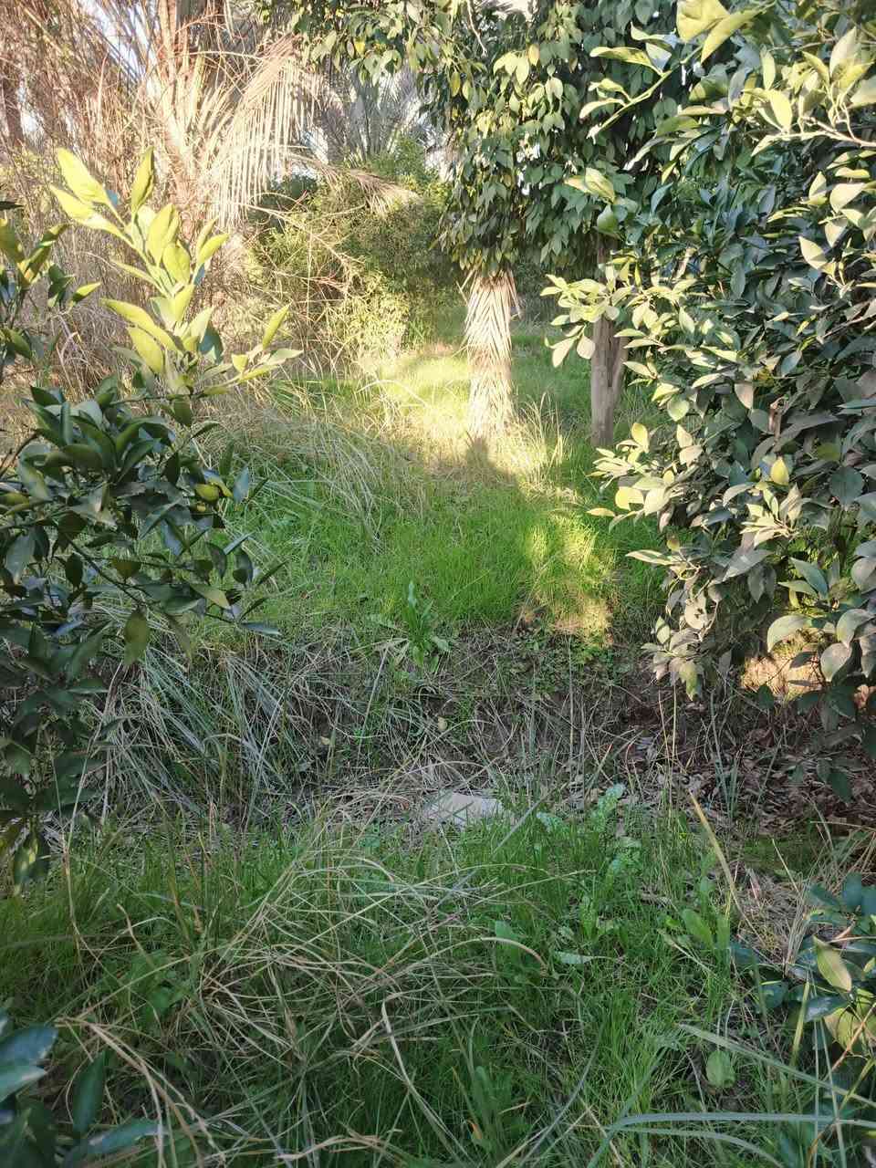 سلام عليكم 2 دونم للبيع سند 25تحويل مباشر بسم المشتري بغداد الراشدية قرية العراكنة  تبعد عن ناحية ربع ساعة وعن شارع العام طريق بغداد كركوك كيلو كهرباء ماء سقي ماء اساله تصلح سكن او مزرعة واجه 53 نزال 93 سعر 250 وبي مجال  ***********
