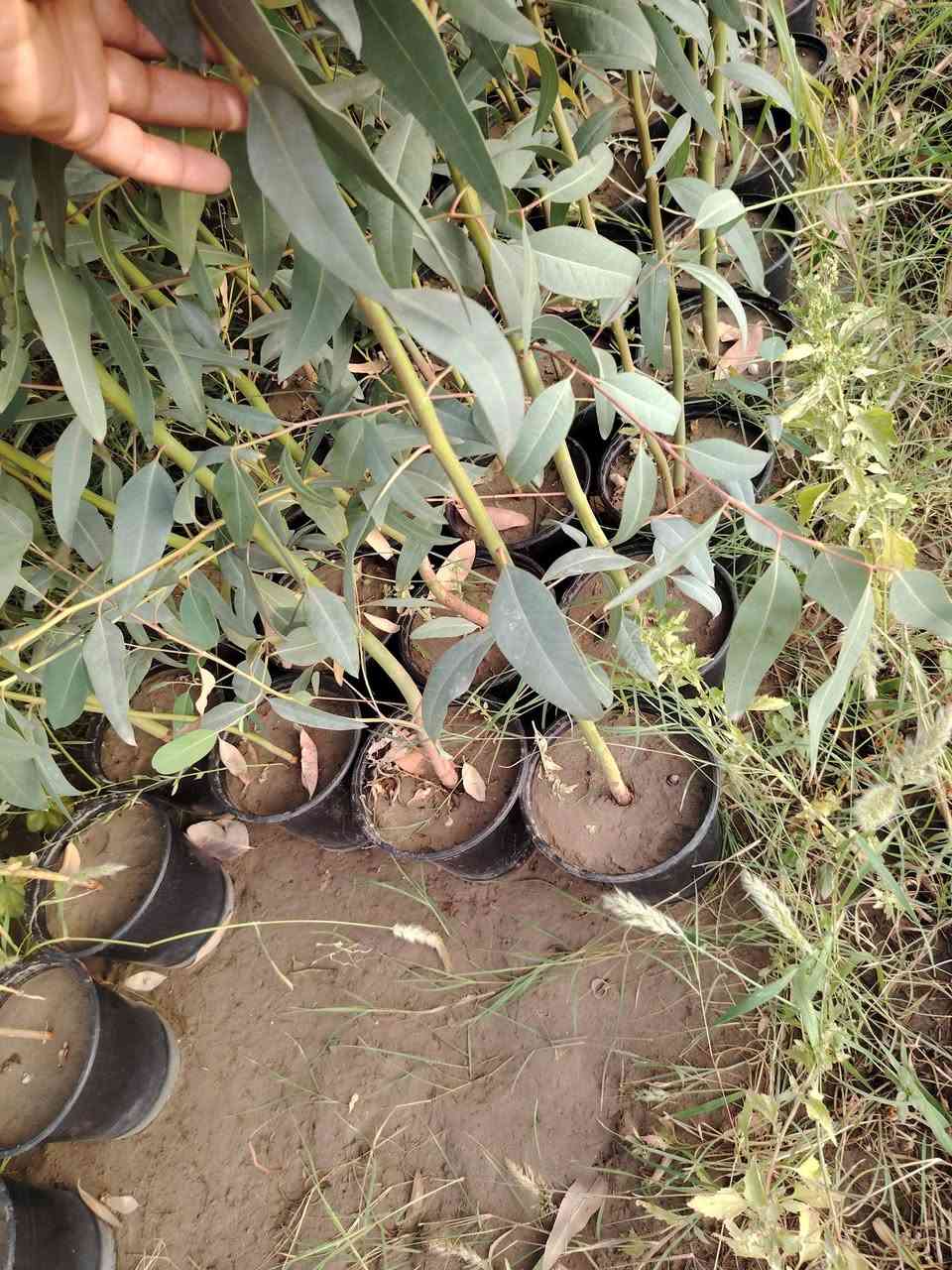 السلام عليكم
متوفر كالمتوز درجه اولى الاستفسار اتصل على الرقم.. 
***********....   جملة فقط
