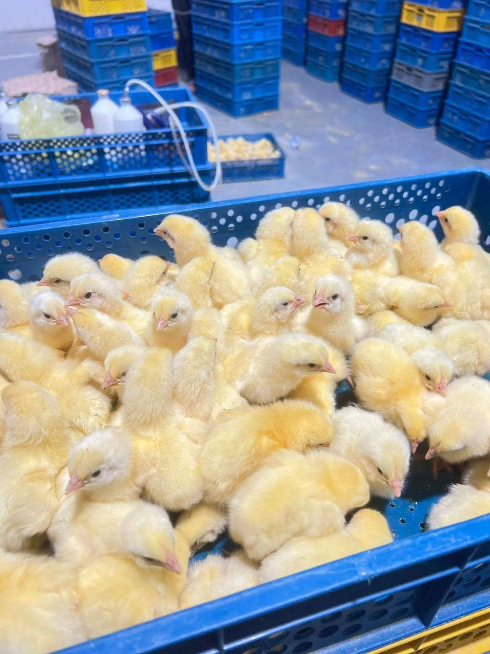 بسمِ اللهِ ماْ شاءَ الله تَعالى 🌿🤲

اليوم تم تلقيح وجبه افراخ لحم 🐣🐤
  

بتأريخ  15 / 2 / 2026

بادارة كادر الثقه

نعمل بأنسب الأسعار ودقه في العمل

مستعدين لتلقيح كافه الوجبات اللحم والبياض والتجنيس

للحجز والاستفسار التواصل على الرقم  ***********
‏‪0 770 467 4564‬ بادارة ابو حيدر
او مراسله الصفحه

والتوفيق للجميع أن شاء الله تعالى 🙏❤️
