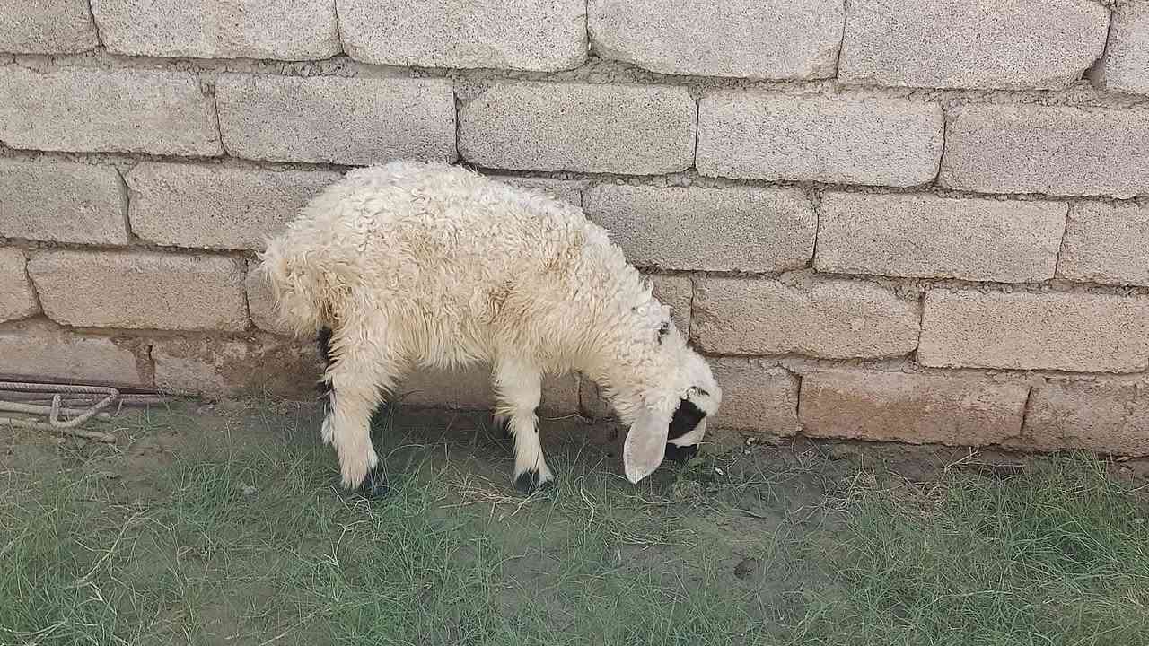 يوجد فطيمه البيع شرط النصاحة المكان بيجي حي العصري رقم الهاتف***********
***********

