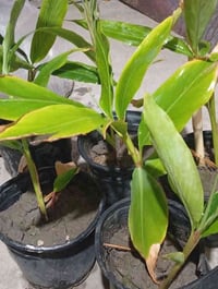 شتلات هيل • 20-30سم • ابي الخصيب