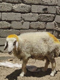ورجينه • سمينة • لحم درجة أولى