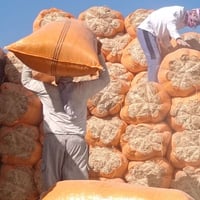 تبن شمال • درجة أولى • نظيف وناعم