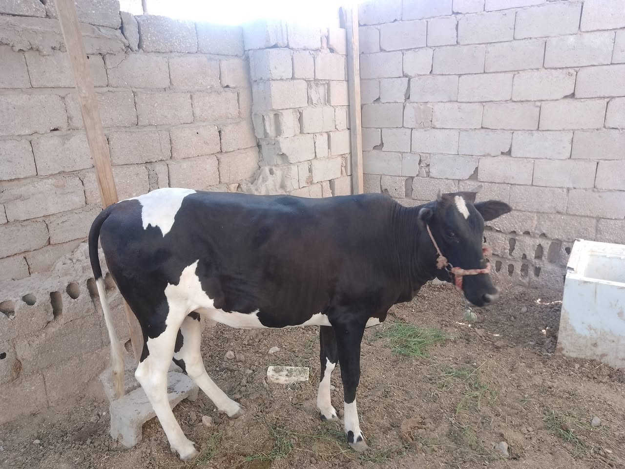 بجر للبيع ***********
