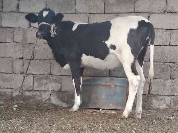 بسم الله ماشاء الله بچر كامله على باب صراف جنس درجه اولى زراعية  الاصليه خط اول نصاحه و اچالة فول   وين الرباطة وين اليدور حلال نضيف وبسعر مناسب 975 وبيهة مجال
المكان الشرقاط  الخضرانيه  
***********
