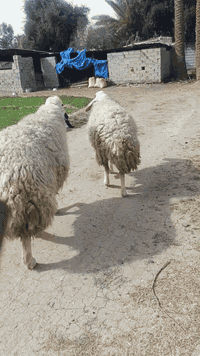 ٢ نعاج • كريشيه عرجليه • بغداد التاجي