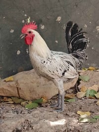 فيومي • تلقيح فول • للبيع