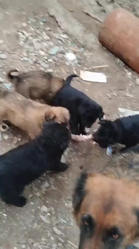 متاح ٥ جراء للبيع كامل لقاحات مثل ماموضحات بلصوره صوره لاب ولام موجوده سعر تك ١٠٠ الف الي يريدهن يتصل بي خير ويدلل
***********
