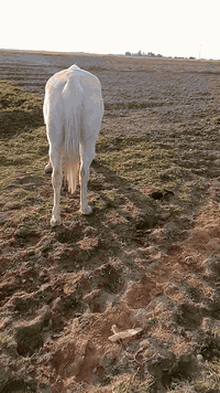 السلام عليكم مكلف بلنشر فرس البيع عربيه العشار 9 شهر شرط المكان جلال البعجيل ***********
