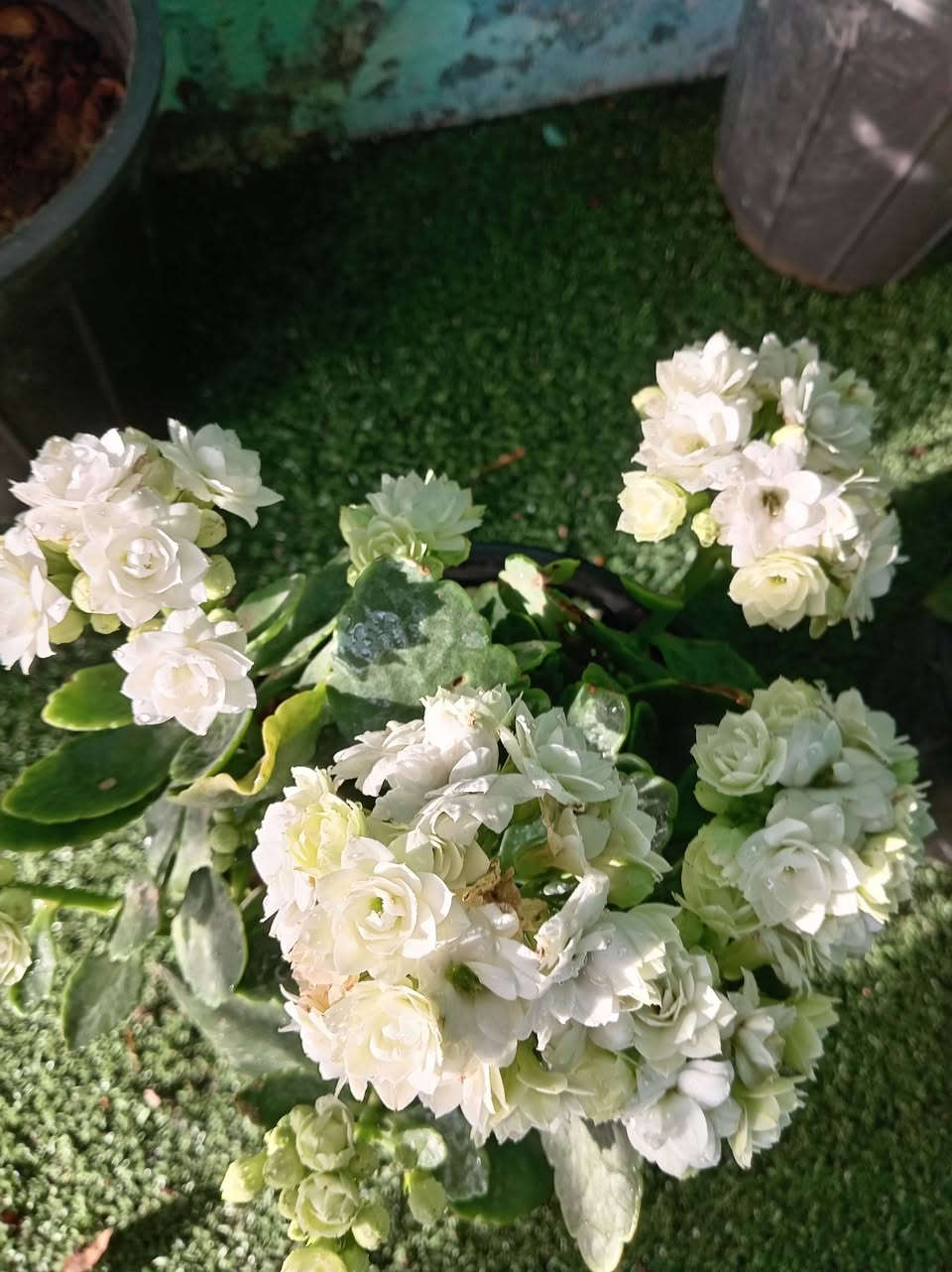 �✨ تخفيضات وبسعر منشا 📣📣📣💥✨🌿
�✨ تخفيضات 📣📣📣💥✨🌿
لمسة خضراء طبيعية تضيف فخامة وأناقة لأي ركن داخل المنزل أو المكتب. أوراق كبيرة بتدرجات خضراء رائعة تعطي إحساساً بالحيوية والانتعاش مع جودة صناعة عالية وثبات ممتاز.
الكميات محدوده 
للاستفسار مراسله الواتساب . ***********

يوجد لدينا خدمه توصيل ناحية الحمزة فقط🚐 

يوجد كادر تنضيف وزراعه

العنوان بابل الحمزه الغربي ع 

حي الحسين قرب عباس برهي للجمله 

 مقابيل مدرسة المكرمه 

زيارتكم تشرفنا

📍
