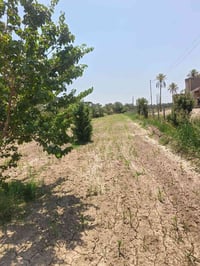 بابل المحاويل • دونم ونص • نخيل مثمر
