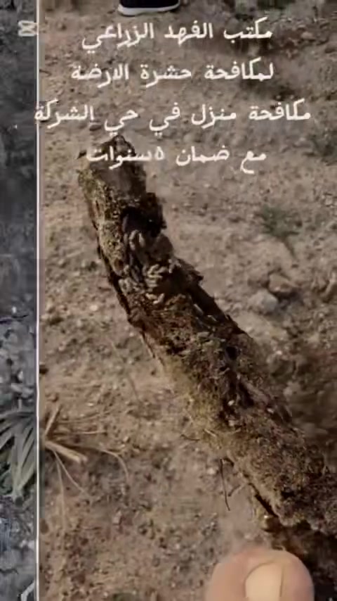 مكتب الفهد الزراعي
مكافحة منزل في حي الشركه مع ضمان خمس سنوات

#@‎#مكتب_الفهد_الزراعي

‎🔴  يوفر لكم الحلول المتكاملة للقضاء على #حشرة _الارضة (حيث يتم كشف المستعمرات وتشخيص حجم الاصابه ونوعها 
‎بأشراف كادر هندسي متخصص بهذا المجال خبره(25)عامآ

‎*✅حيث نعمل بأحدث الطرق و الأساليب الامنة  ومنها نضام ( المعالجة الفايروسية و  تأسيس منضومات انابيب واجهزة  التبخير  والرذاذ)
 

‎* ✅الضمان  المكتب والمستفيد 5 سنوات من تاريخ المعالجة 

‎ * ✅المواد المستخدمة في العمل مواد عالمية الصنع بدون رائحة  و مرخصة من وزارة الصحة 

‎* ✅كادرنا مجهز على مدار 24 ساعة وفي كل محافظات العراق

‎⭕️خدماتنا تشمل
‎ : المنازل . الفنادق .المطاعم . الشركات . المخازن . الجامعات . المصانع التجارية . مؤسسات الدولة 

‎للطلب والاستفسار يرجى مراسلة الصفحة او 
‎الاتصال على الارقام :

 ***********

***********
