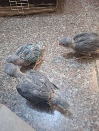 افراخ دره • دره هندي • ببغاء دره • فروخ دره • دره رصاصي • دره سمائي • ...