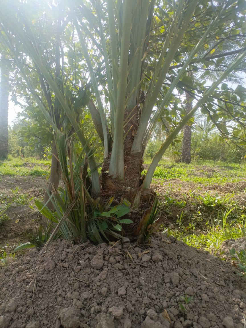 يا الله متوفر 5اميات مجهول تنلقع بطينته تكون نسبه نجاح أن شاء الله 100/100العنوان واسط عزيزيه ضمان الصنف والجوده ***********
