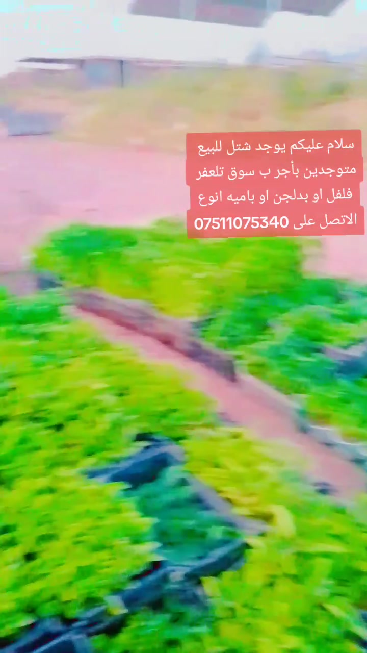 انوع شتل درجه اول الاتصل على ***********

