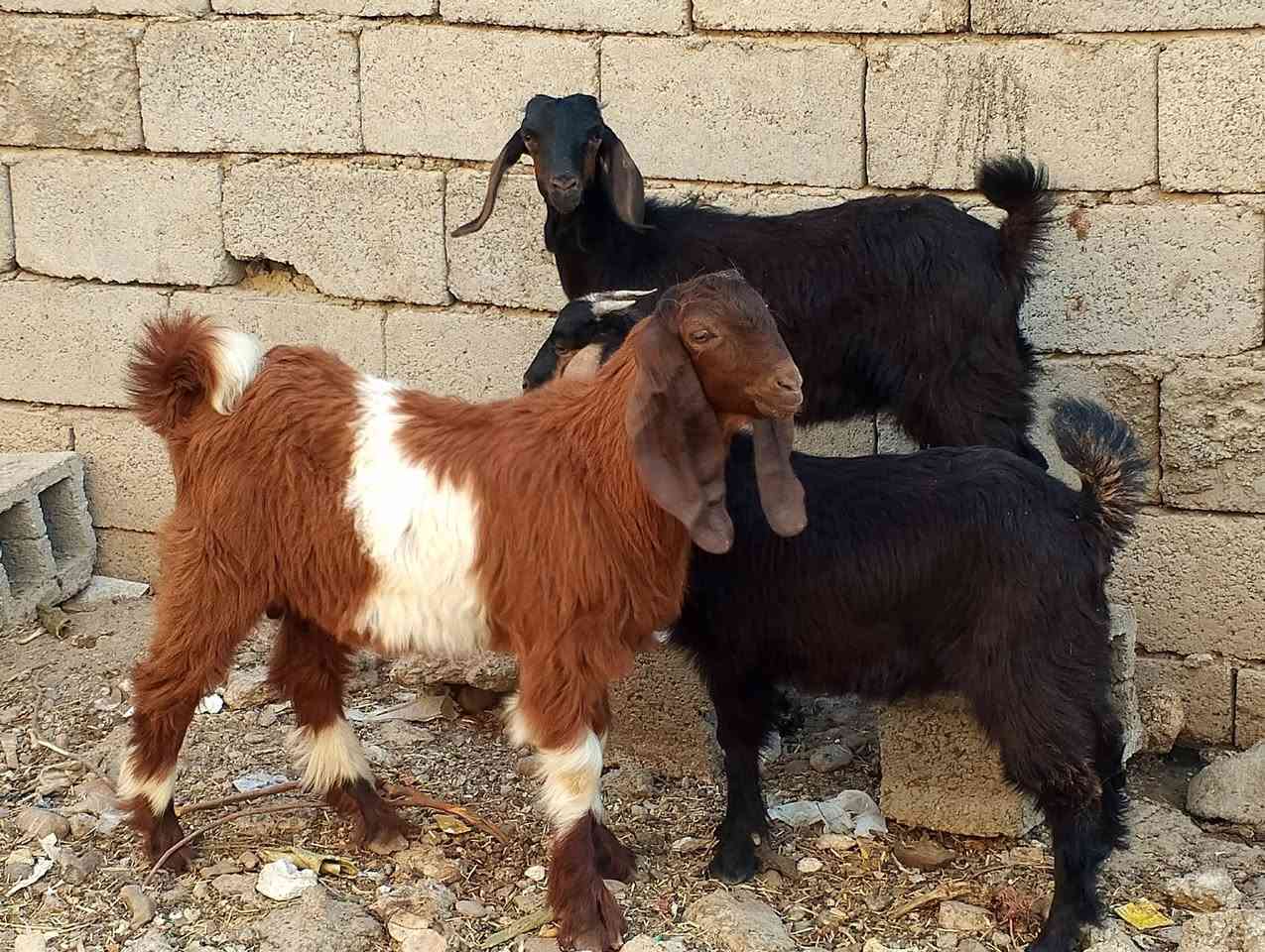 للبيع1فحل 2نثيه ***********
