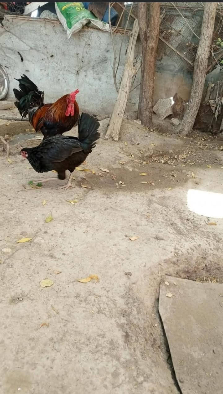 ديج ودجاجة مع ٢ افراخ للبيع


**إذا كنت صاحب هذا الإعلان وتريد حذفه لأي سبب، رجاءا أرسل رسالة إلى الدعم الفني**