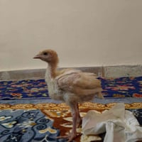 عرض خاص 🔥 الفسيفس العملاق.    كمية محدوده ولفتره محدوده فقط يوم الاحد ...