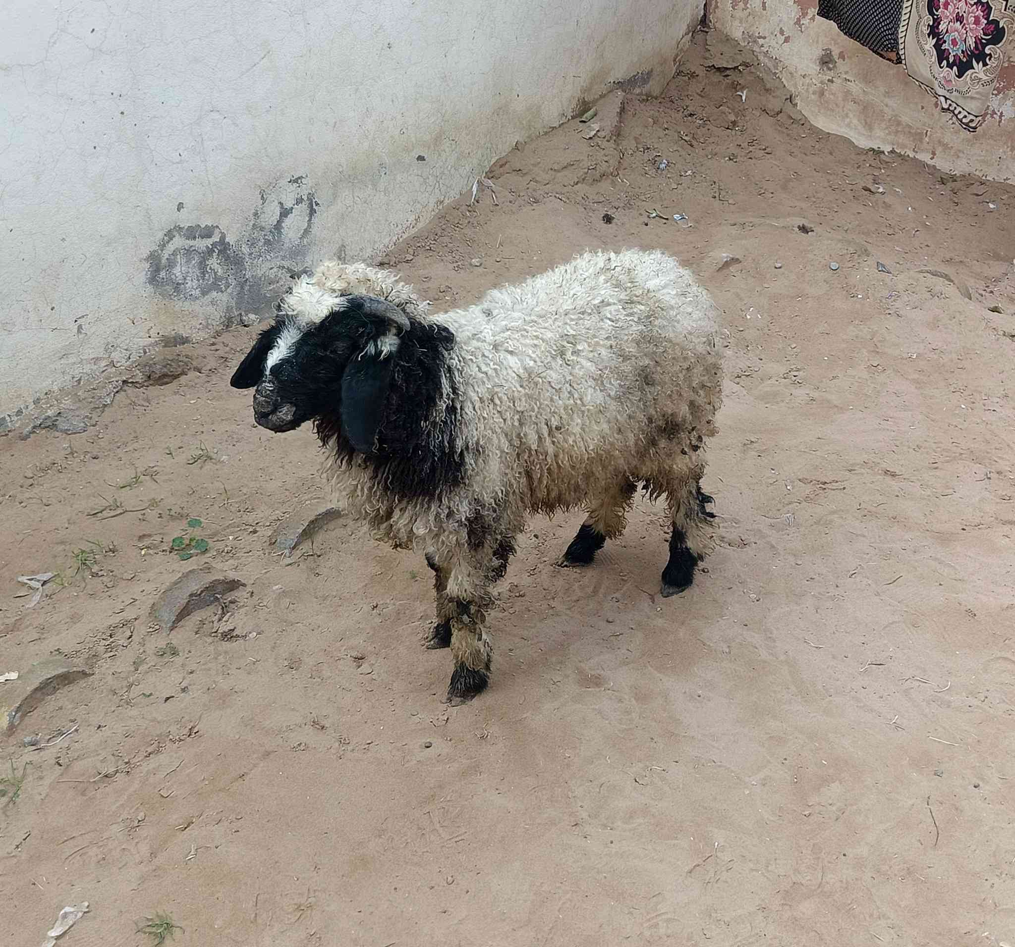 يوجدطلي فاخرشرط نصاحةالسعر190العنوان بيجي الحي العصري***********
***********
