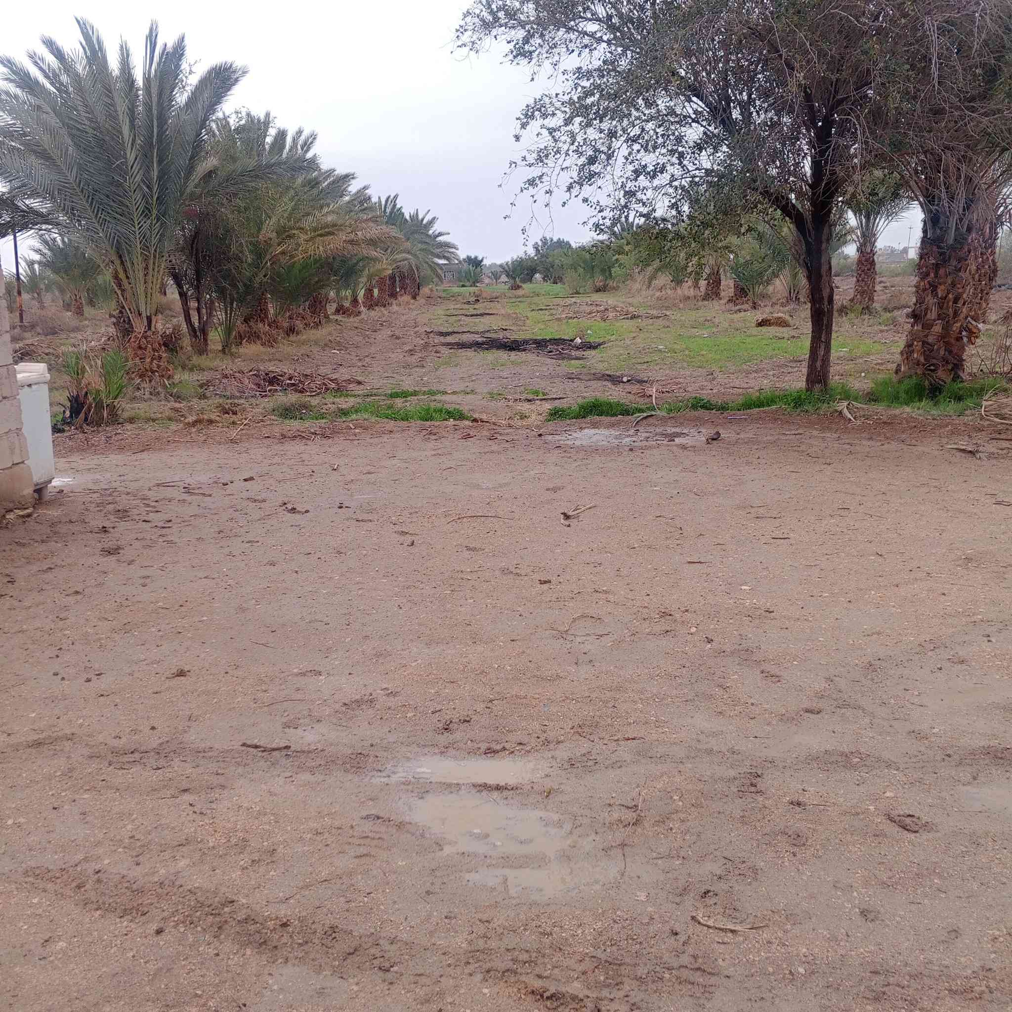 السلام عليكم للبيع بستان 12دونم  نخل محمل من 200الى 300 نخله   مع بيوت 2 واحد طابوك وثاني بلوك مع مضيف خارجي  طابوك  كافه الخدمات اساله كهرباء ونهر خاص الهن مباشر على التبليط شارع عام قرب مركز النجمي   يريد نص يريد كلهن  للتواصل الاتصال على الرقم ***********او واتساب
