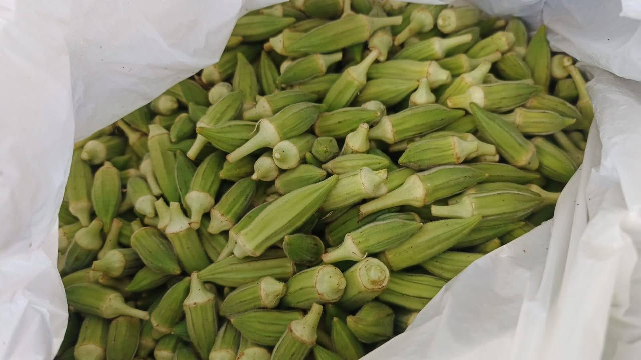 بامية  عنه  حيش  جديد
شجر مال  عنه  حيش  جديد
باجلاء   مفلسه 
العنوان  شارع  الحضره  خلف  ماركت  بيم 
يوجد خدمة  توصيل ***********
