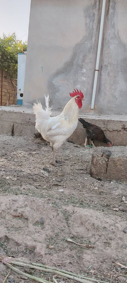 السلام عليكم
متاح ديكين عرب للبيع
سعر الواحد 20
عنوان قريت الرزاقية
***********
***********

