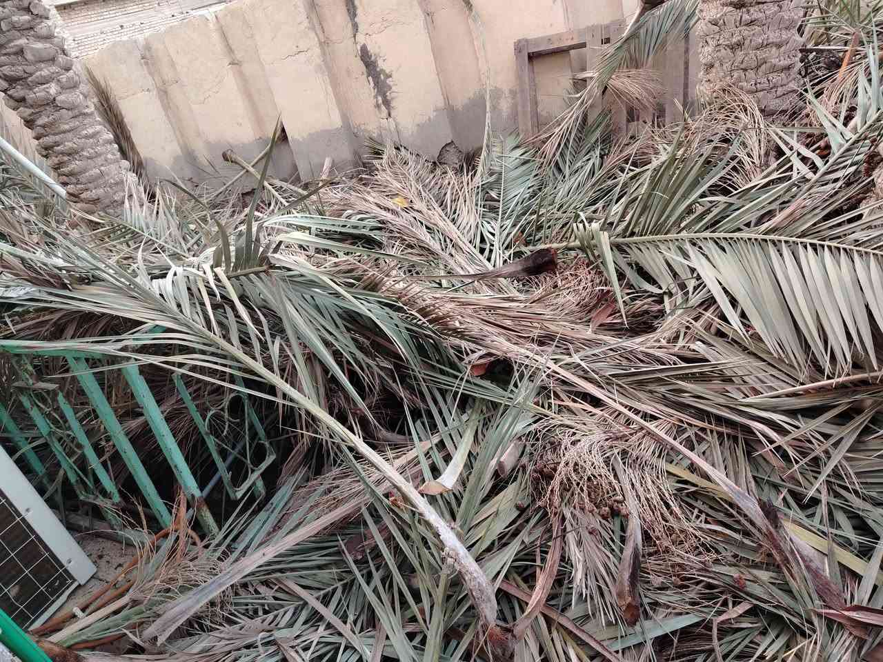 السلام عليكم اخوان منهو محتاج هاذا السعف يجي ياخذه بحي سومر ورا الصناعه
***********
