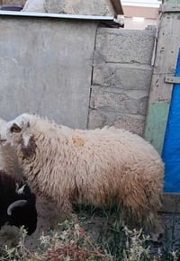 جوز طليان • للبيع • شرط لحم فول