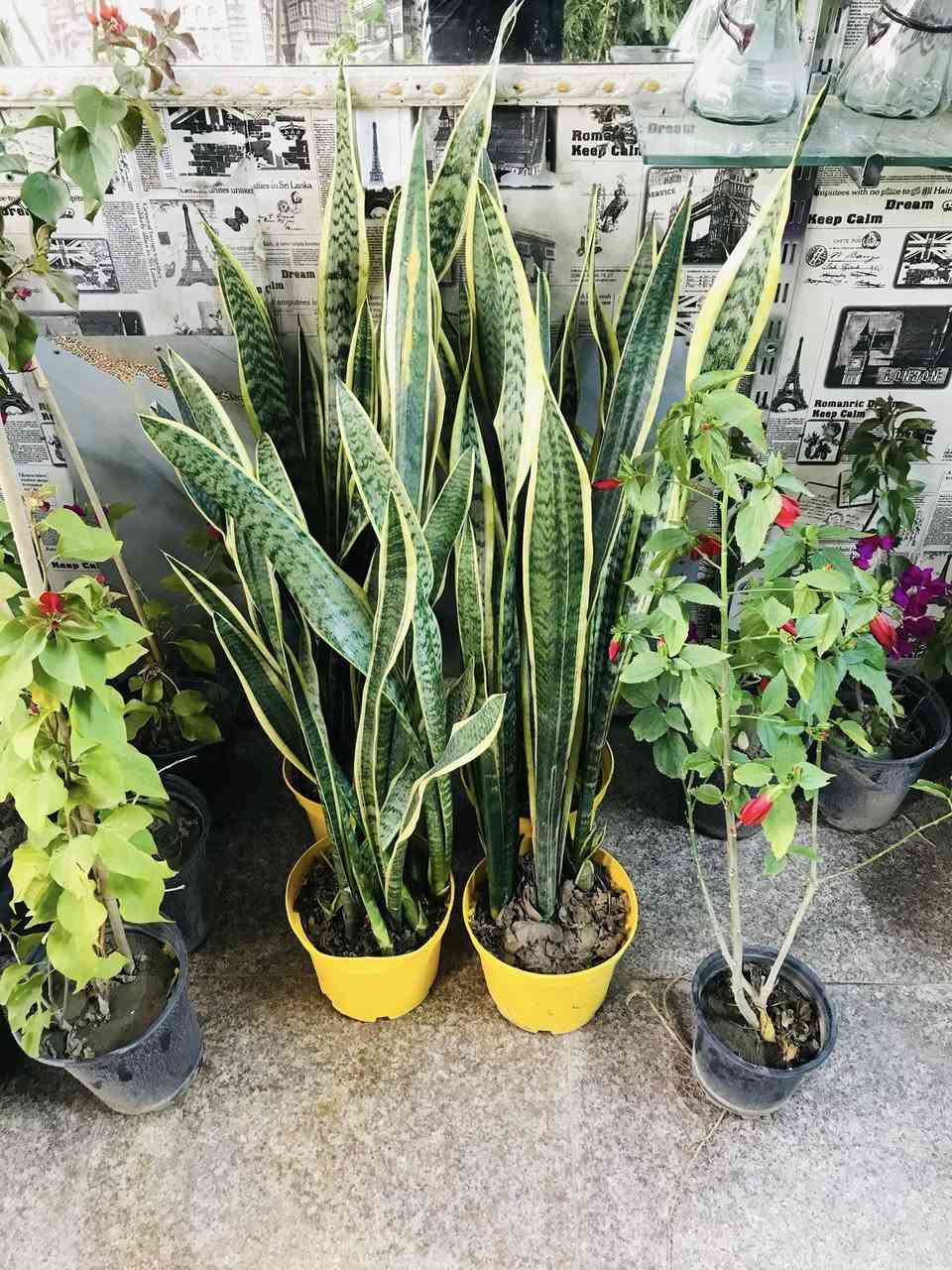 اللهم صلي على محمد وآل محمد
بضاعة جديده ضلي وشمسي 
دائمي وموسمي
 مشتل عطر الزهراء (ع)
العنوان 📍 
 الخطيب الزراعي شارع مشمشه قرب سيد الأسعار  .. شرفونا وكل الهلا بيكم للاستفسار واتساب ***********
