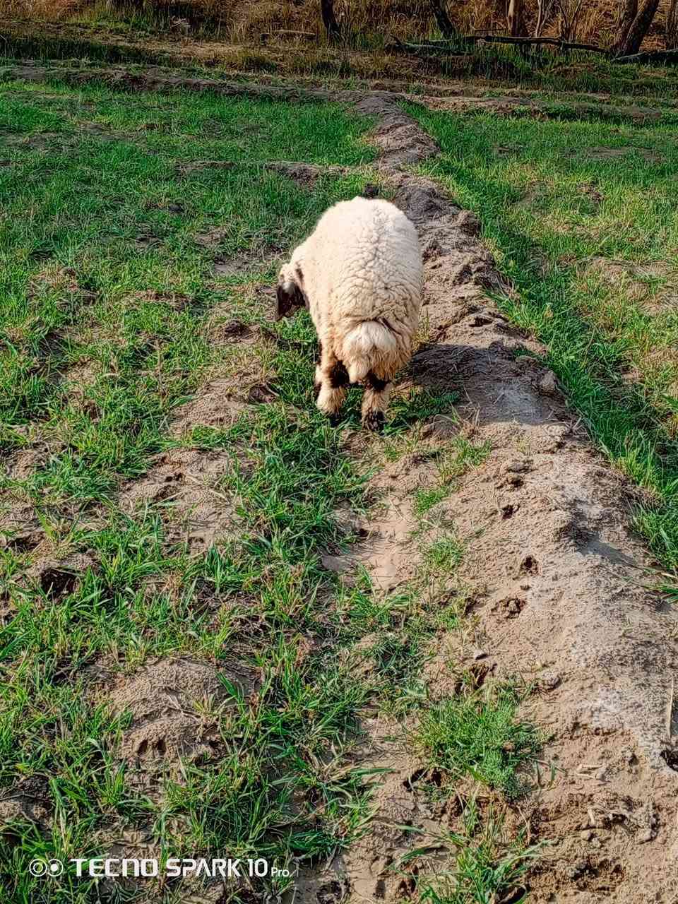 السلام عليكم اخوان متاح فطيمه عوسيه درجة اولى سمينه قافله الي يردهة يعلق او يتصل ***********
