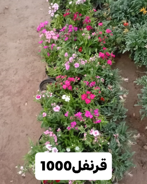 السلام عليكم 
متابعين مشتلنا الا عزاء
متوفر مجموعة كبيرة ومتنوعة من الاشجار والورود في مشتلنا بسعار مناسبه ‏

العنوان.
الديوانية// قضاء الدغارة // الحي العسكري
للحجز والاستفسار الاتصال على الرقم التالي
*********** انور الشباني
*********** إيهاب الشباني
