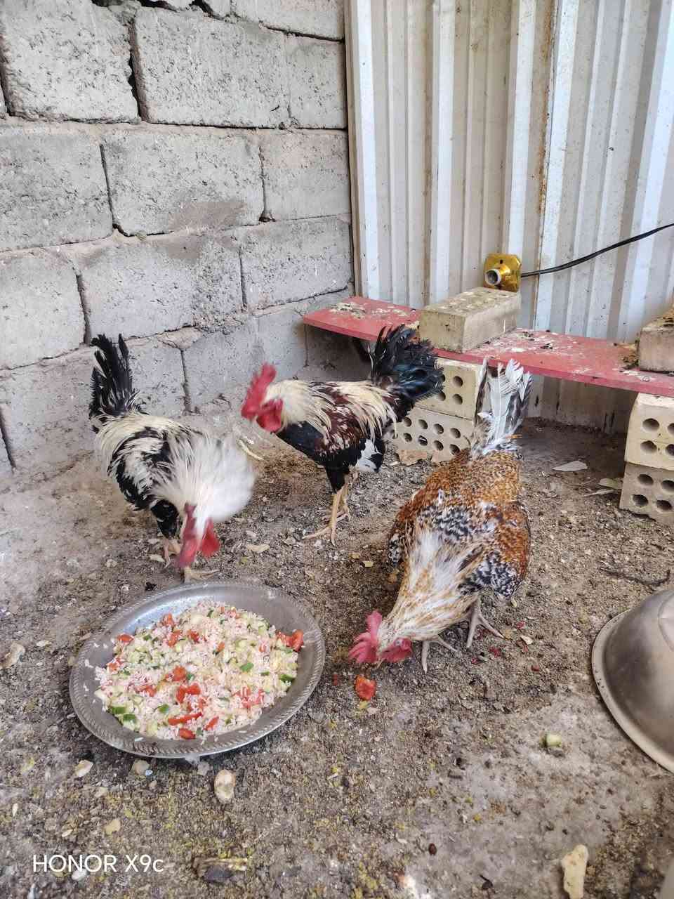 سلام عليكم  ٣ ديوكه عرب أصلي وملقح لل بيع سعر ٤٥ شلع مكاني نهروان شارع ٦٠ ***********
