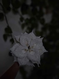 بوكيه • زجاج • السليمانية