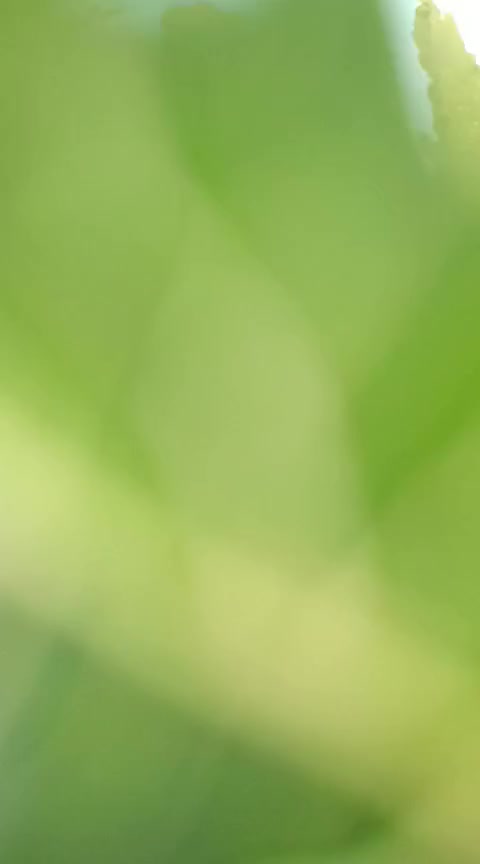 يوجد حب بامية بتره درجه اولى مثل ماموضح بالفيديو الكيلو ب ١٥ شرط نفس الي بل فيديو


**إذا كنت صاحب هذا الإعلان وتريد حذفه لأي سبب، رجاءا أرسل رسالة إلى الدعم الفني**