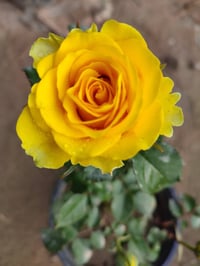 طريق الساده الإخوان • مشتل ماجد • بيت سيد راجوج