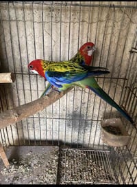 ببغاء روزيلا • زوج • اربيل