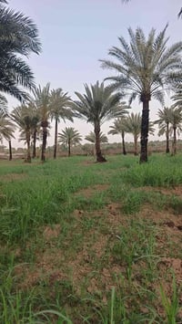 نص دونم للبيع  طابو سند 25 المدائن منطقه الجعاره   تبعد عن نهر دجله 50...