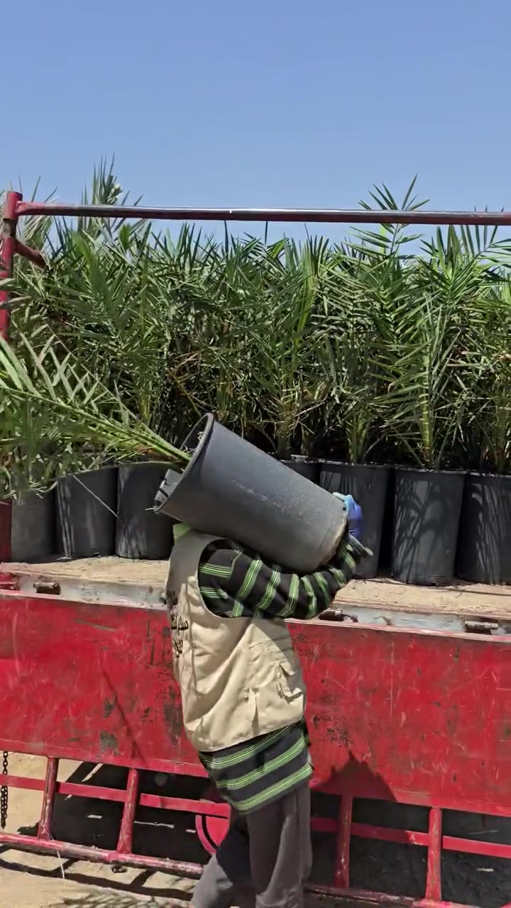 السلام عليكم متابعينا الكرام 🌿
📅 *بتاريخ 2026/6/5*
على بركة الله وفضله تم تجهيز أحد الإخوة من *محافظة بغداد* بـ 🌴 فسائل البرحي النسيجي من مختبر دي بي دي البريطاني بعمر ثلاث سنوات، وبارتفاع تقريبي متر ونصف، جوزة كبيرة ومتأقلمة مع جميع الظروف المناخية.
✅ تم تزويد الفسائل بسماد الدواجن داخل السندانة وهي جاهزة للغرس مباشرة.
✅ تسليم كارت ضمان لحين الإثمار.
✅ شهادة صحية رسمية صادرة من دائرة زراعة واسط إلى دائرة زراعة بغداد 

🌴 يتوفر لدينا برحي ومجهول
📌 من عمر سنة إلى عمر ثلاث سنوات
🤝 نتعهد لكم بمطابقة الصنف وضمانه لحين الإثمار بإذن الله
*_**_**_**_**_**_*_
للاستفسار الاتصال على الارقام التالية📞 :
*********** /*********** او مراسلة الصفحة.  
العنوان📍 : بغداد / مجاور محطة وقود ديار شمر
