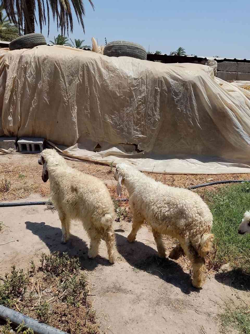 السلام عليكم
طليان مال رباط مكاني قريب عل طريق بغداد سيطرت الج 

‏‪***********‬‏
العدد 4
