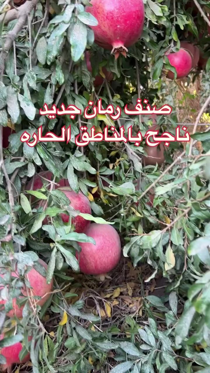 صنف رمان جديد متحمل للحر احمر حلو وزن الرمانه كيلو ناجح بالمناطق الحاره رغم الحر صنف اثبت فعاليته وجودته متوفر لدينا حصريا من انتاجنا وتصويرنا غير متوفر بالمشاتل صنف مستورد 

للطلب يرجى مراسلتنا على الخاص لطفاً ✅
متوفر توصيل لجميع المحافظات العراقيه 🇮🇶
#رمان #الرمان #مزرعة_رمان #مزرعه


**إذا كنت صاحب هذا الإعلان وتريد حذفه لأي سبب، رجاءا أرسل رسالة إلى الدعم الفني**