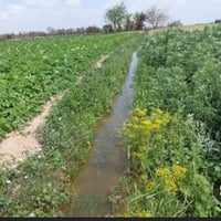 ارض زراعيه • بين النصر الرفاعي • ٣٠٠م