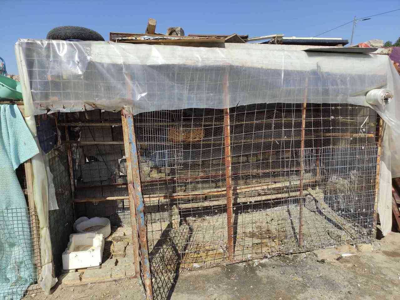 قفص مرتب مال دجاج مال حمام كلشي عمارة, ميسان


**إذا كنت صاحب هذا الإعلان وتريد حذفه لأي سبب، رجاءا أرسل رسالة إلى الدعم الفني**